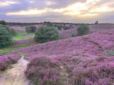 C3 veluwe-landschap-heide