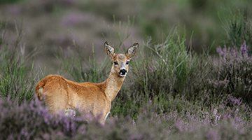 Ree op de Veluwe