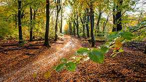 3-daags Fletcher Favorieten Arrangement Veldenbos_0